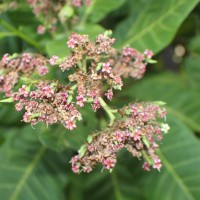 Anacardium occidentale L.